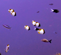 Hemitaurichthys polylepis