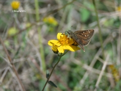 Piruna cyclosticta