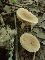 Lactarius subplinthogalus