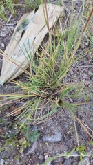 Poa bulbosa
