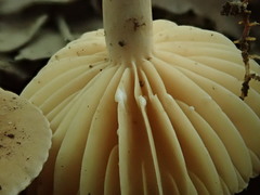 Lactarius subplinthogalus