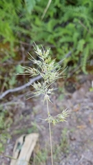 Poa bulbosa