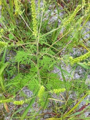 Ambrosia artemisiifolia