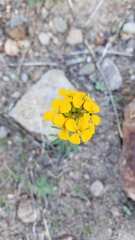 Erysimum capitatum capitatum