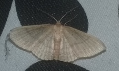 Geometridae