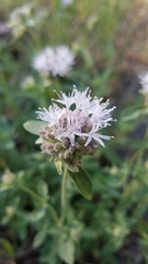 Monardella odoratissima pallida