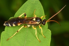 Ichneumon ambulatorius