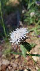 Monardella odoratissima pallida