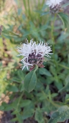 Monardella odoratissima pallida