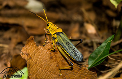 Taeniopoda tamaulipensis