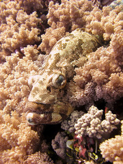Epinephelus fuscoguttatus