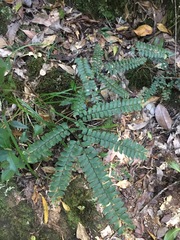 Adiantum silvaticum