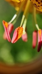 Lilium pardalinum shastense