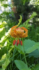 Lilium pardalinum shastense
