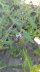 Collinsia torreyi wrightii
