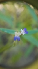 Collinsia torreyi wrightii