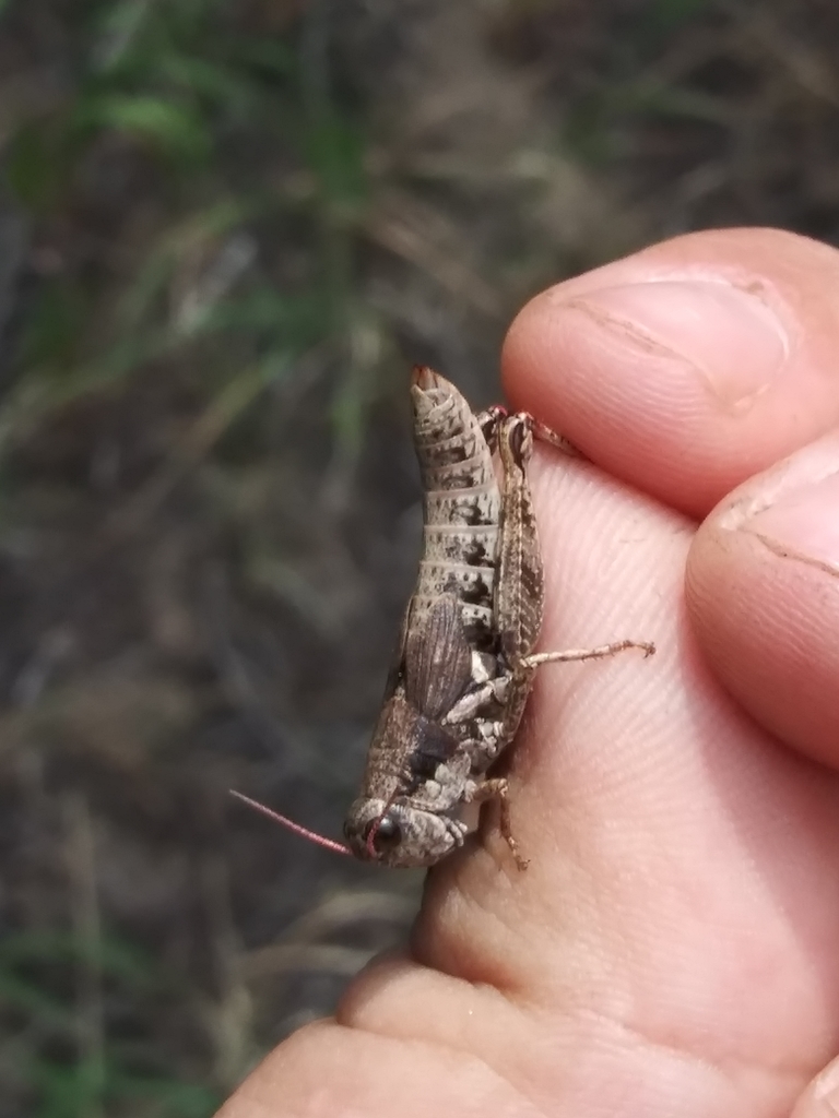 Melanoplus trinitense