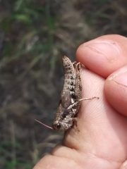 Melanoplus trinitense