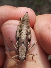 Melanoplus trinitense