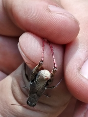 Melanoplus trinitense