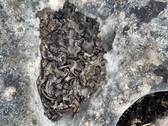 Dermatocarpon muhlenbergii