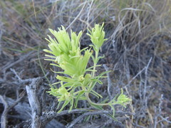 Castilleja cervina