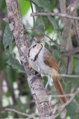 Cichladusa arquata