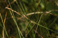 Carex diandra