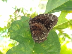 Elymnias casiphone casiphone