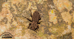 Sesaspis denticulata