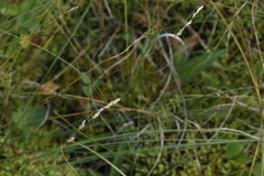 Carex diandra