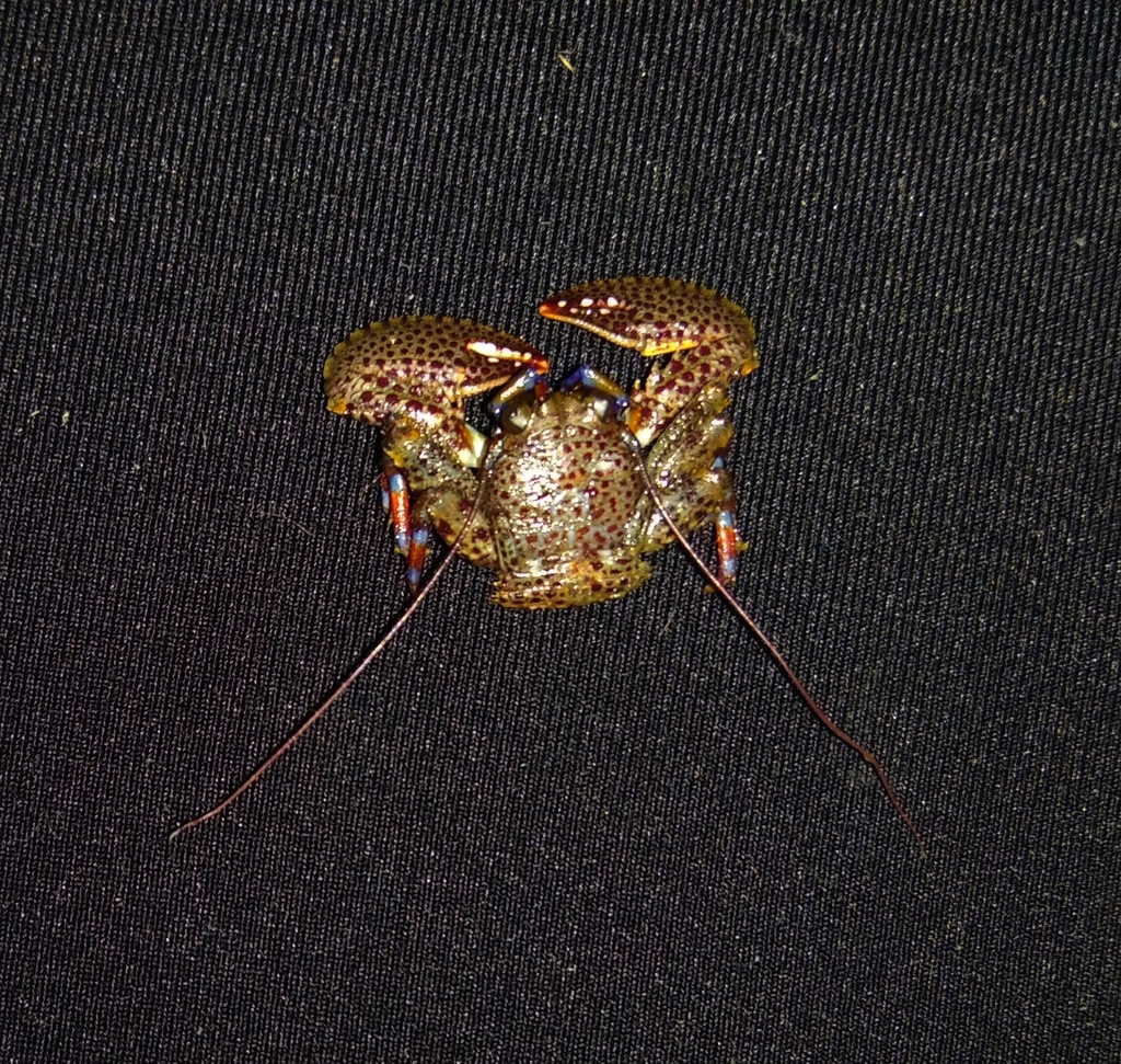 Petrolisthes sanfelipensis