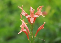 Tecomaria capensis