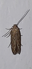 Scrobipalpa
