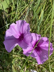Ipomoea sagittata