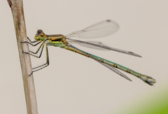 Lestes dryas