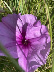 Ipomoea sagittata