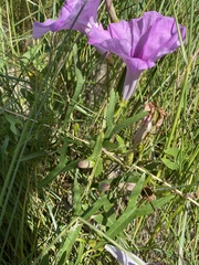 Ipomoea sagittata