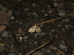 Chalastra pellurgata