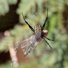 Argiope catenulata