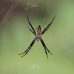 Argiope catenulata