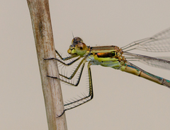Lestes dryas