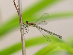 Lestes dryas