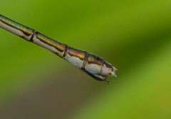 Lestes dryas