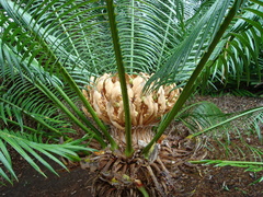 Cycas