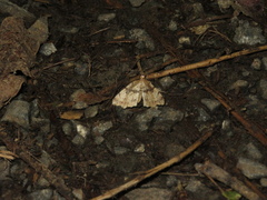 Chalastra pellurgata