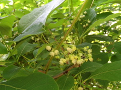 Menispermum canadense