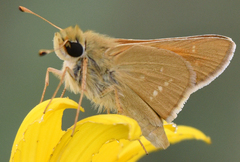 Hesperia leonardus pawnee