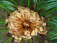 Cycas