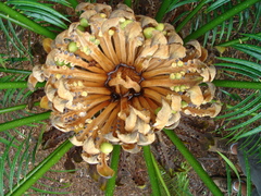Cycas